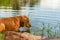 Dog cooling off in lake water. Dog entering the lake