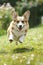 a dog of Corgi breeds rushes along the lawn