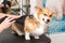 Dog Corgi Drying Pet Grooming and hairstyle Concept.