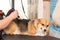 Dog Corgi Drying Pet Grooming and hairstyle Concept.