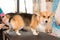 Dog Corgi Drying Pet Grooming and hairstyle Concept.