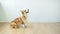 Dog corgi sits happily smiling while waiting for orders from the trainer in a room with a white background