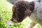 Dog in countryside sniffing a flower