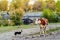 A dog and a cow are looking at each other while standing on a river bank in an autumn mountain gorge