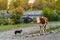 A dog and a cow are standing on the river bank in the autumn mountain gorge