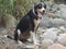 Dog cross beagle sits on the beach