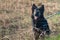 A dog, a cross between a breed of shepherd and a mongrel, sits on the ground on dry spring grass