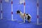 Dog crossing an obstacle in an agility test