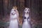 Dog in the crown, afghan hounds