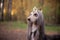 Dog in the crown, afghan hounds , in royal clothes