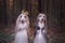 Dog in the crown, afghan hounds , in royal clothes