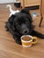 dog with a cup of coffee
