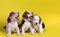 Dog,Cute of Group of beagle puppy