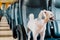 Dog so cute inside a railway train wait for travel