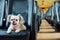 Dog so cute inside a railway train wait for travel