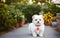 dog cute loveable gorgeous animal puppy, doggy funny, baby fluffy