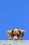 dog cute peeking down and a blue sky
