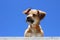 Dog cute peeking down and a blue sky