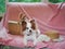 Dog. A cute puppy sitting on a couch with red and white checked picnic gingham pattern. Blurred picnic basket on background. Pure