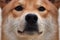 Dog cute Shiba close-up dog face image