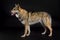 Dog (Czechoslovakian Wolfdog) sitting in studio on black background looking sideways