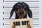 Dog dachshund, black and tan, holding a police department banner with an inscription bad doy at police office