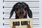 Dog dachshund, black and tan, holding a police department banner with an inscription. bad girl at police office