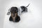 A dog dachshund, black and tan, taking a shower with soap and water in the shower cap