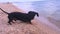 Dog dachshund, black and white, playing, barks, digs a ball in the sand on the beach