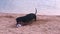 Dog dachshund, black and white, playing, digs a ball in the sand on the beach