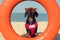 A dog Dachshund breed, black and tan, in a red blue suit of a lifeguard and red sunglasses, sits on orange lifebuoy, a sandy beach