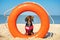 A dog Dachshund breed, black and tan, in a red blue suit of a lifeguard and red sunglasses, sits on orange lifebuoy, a sandy beach