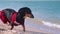 Dog Dachshund breed, black and tan, in a red blue suit of a lifeguard, running in slow motion a sandy beach against the sea