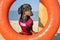 A dog Dachshund breed, black and tan, in a red blue suit of a lifeguard sits on orange lifebuoy, a sandy beach against the sea
