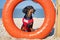 A dog Dachshund breed, black and tan, in a red blue suit of a lifeguard sits on orange lifebuoy, a sandy beach against the sea