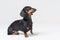 Dog Dachshund breed, black and tan, standing with his paw up and looking up, isolated on gray background