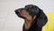 Dog Dachshund breed, black and tan, wears a yellow T-shirt, looks piteously up at the owner, barks