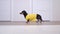 Dog dachshund breed, black and tan, wears a yellow t-shirt, runs past the white doors in the apartment, stops and runs away