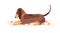 Dog of dachshund breed lying on mat. Playful doggy with tail raised up. Puppy pet on rug. Cute happy animal. Flat vector