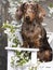 dog dachshund brown tan merle color and spring flowers