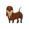 Dog dachshund. Cute funny character portrait. Short-legged pet with long body is standing on four. Adorable cartoon