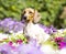 Dog dachshund dog piebald and flowers