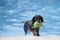 Dog, Dachshund, fetching toy out of swimming pool