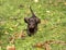 dog dachshund on green grass, puppy playing and running