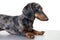 Dog dachshund male breed, black and tan on white background