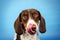 dog dachshund piebald cute puppy funny pet on blue background