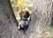 Dog dachshund piebald dog in the park against a background of autumn and yellow leaves