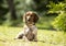 Dog dachshund piebald in green grass