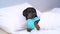 Dog dachshund puppy in blue pajamas sleepy. The dog is trying to sleep, eyes are closed.The owner wakes up his dog, pat on the hea