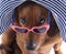 Dog Dachshund in sunglasses,
